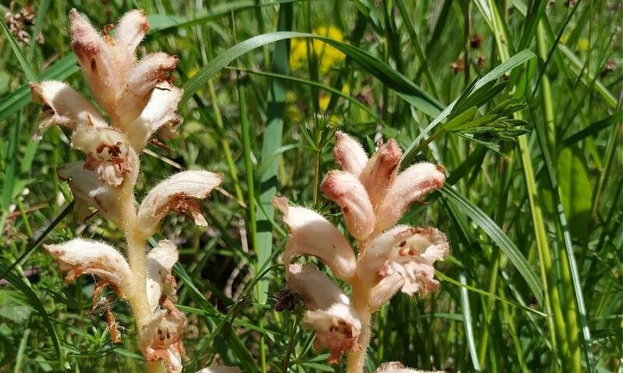 Planta parásita Orobanche caryophyllacea en cultivo de remolacha con tallos florales rosados