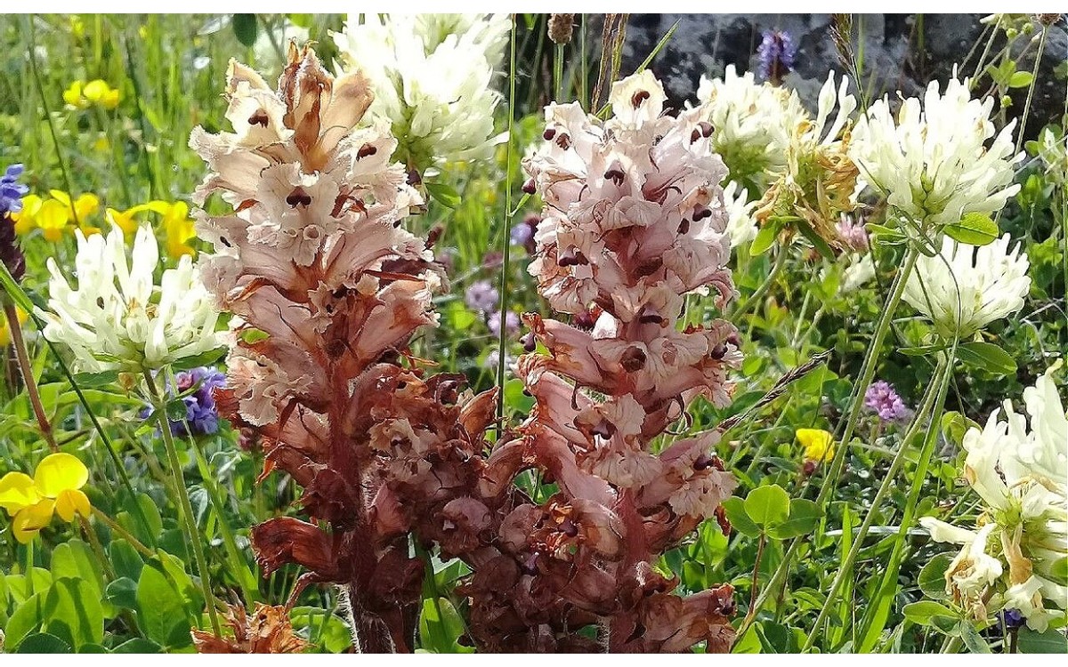 Flor de Orobanche crenata o Jopo emergiendo del suelo