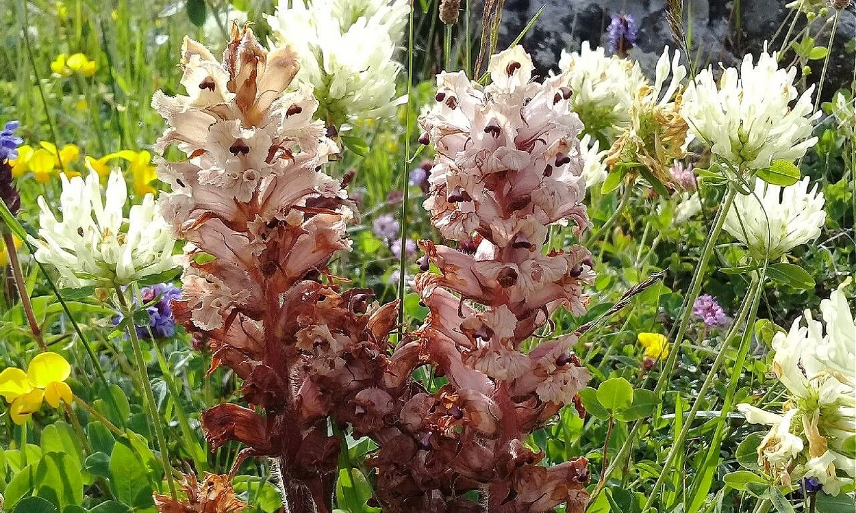 Tallo con flores púrpura de Orobanche crenata Jopo parásita leguminosas