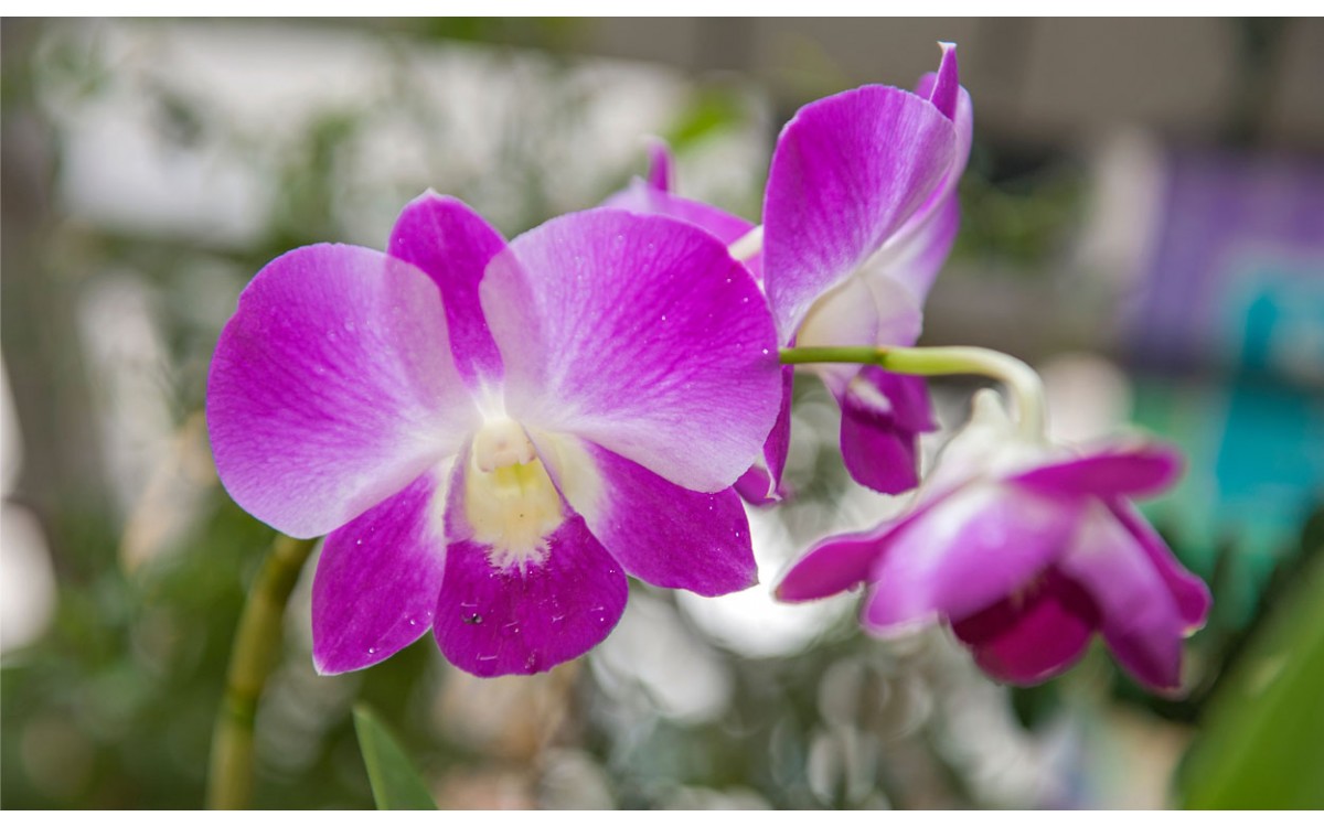 Orquídea Dendrobium