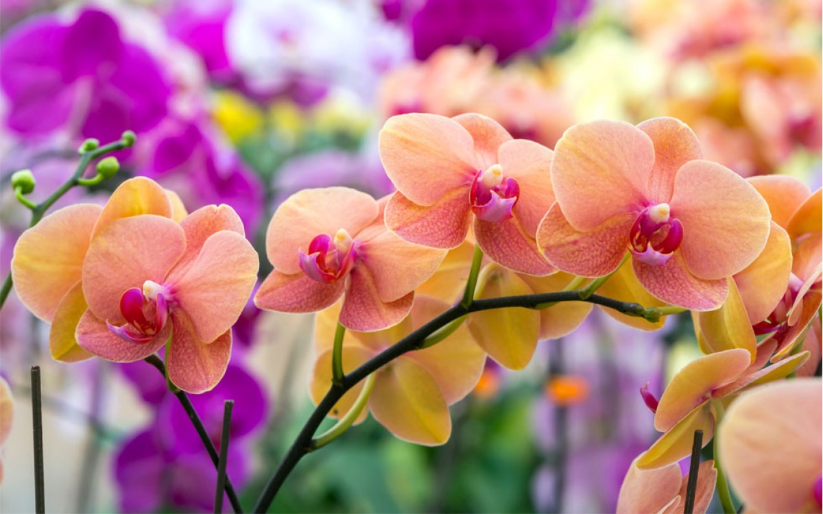 Orquídeas hermoso y colorido regalo de la naturaleza 