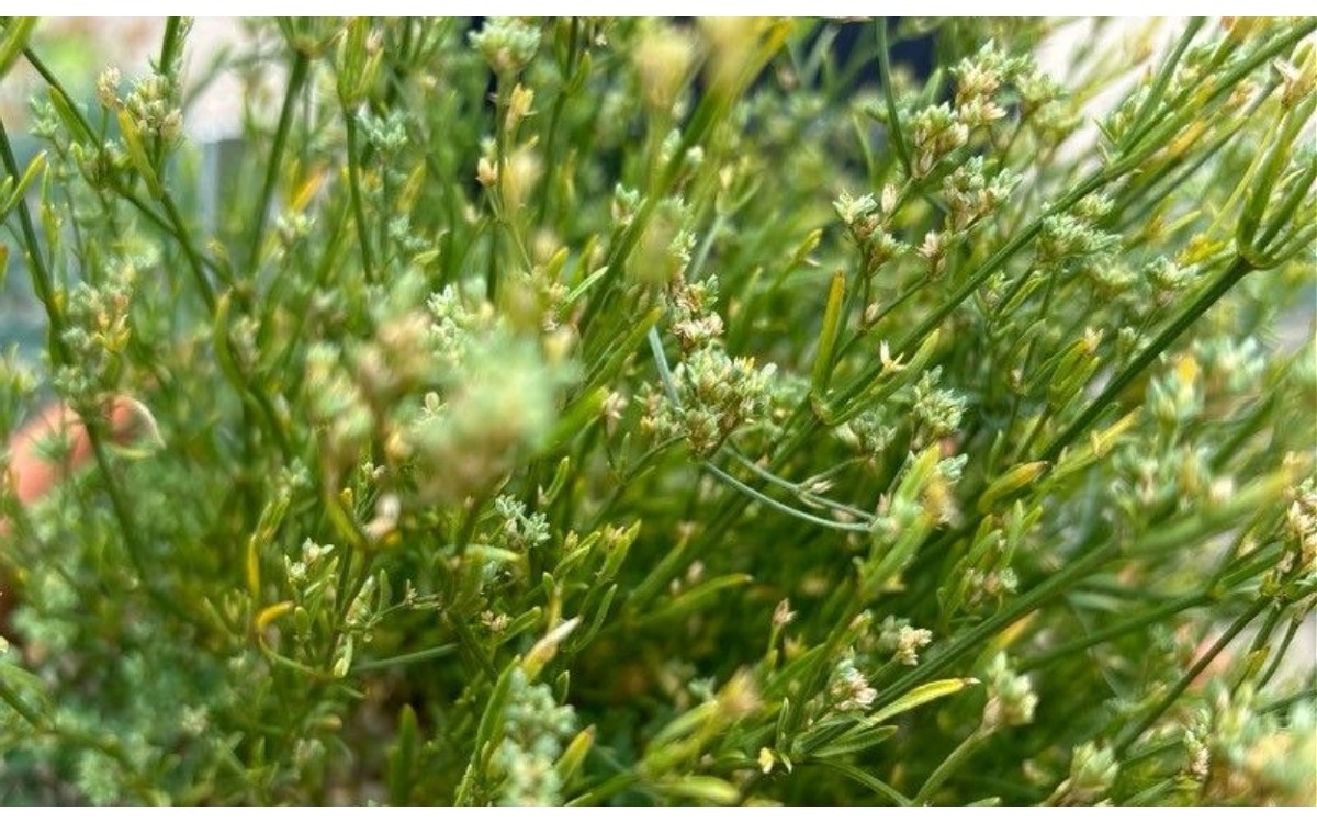 Ortegia hispanica L. hierba de sangre floración primavera