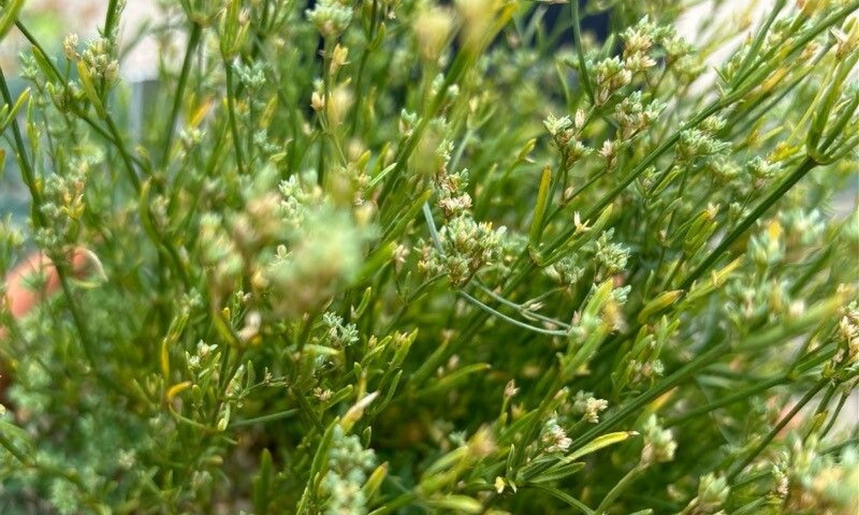 Planta de Ortegia hispanica L. con flores blancas en rocalla, hierba de sangre ibérica