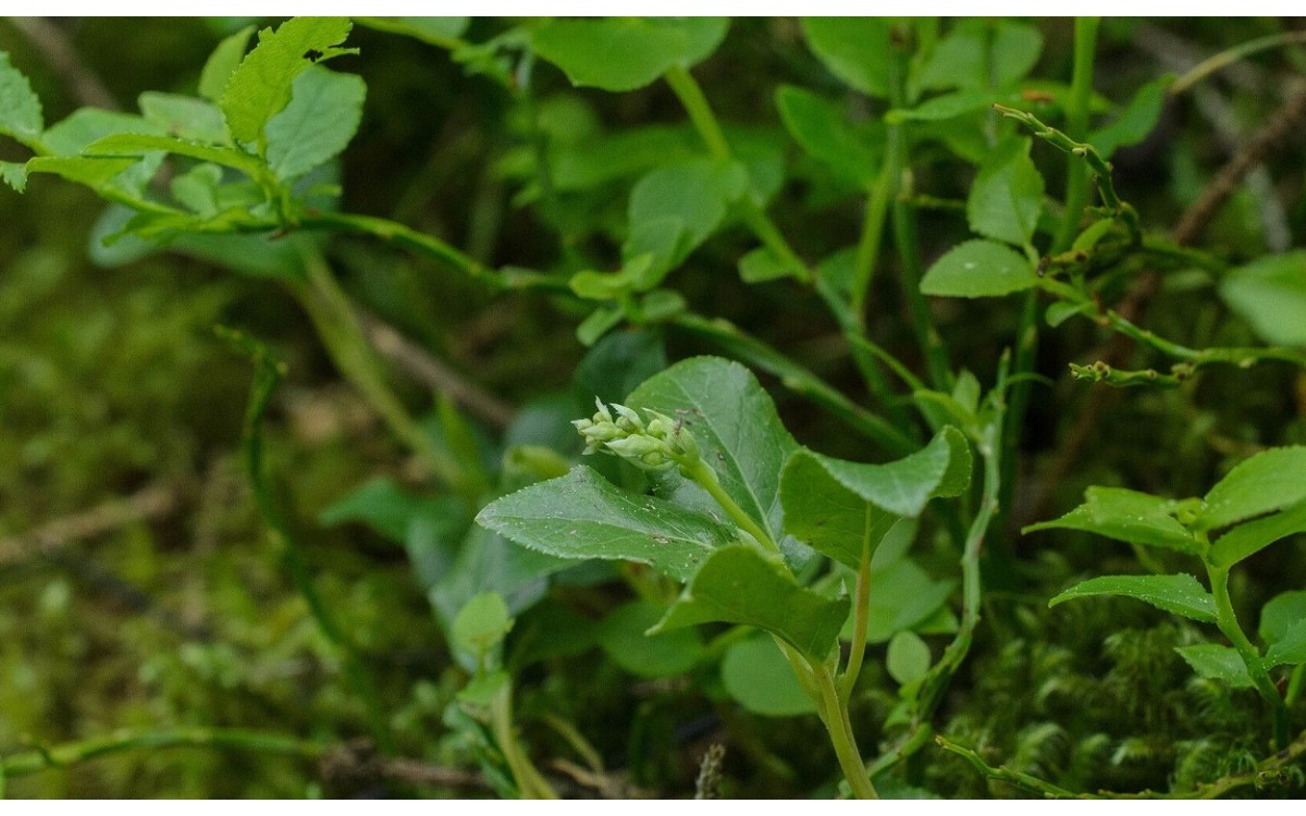 Peralito Orthilia secunda con flores blancas características