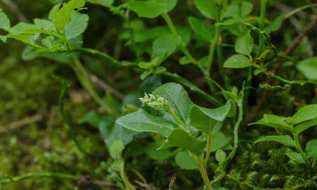 Planta de Peralito (Orthilia secunda) mostrando flores campanuladas blancas y hojas verdes