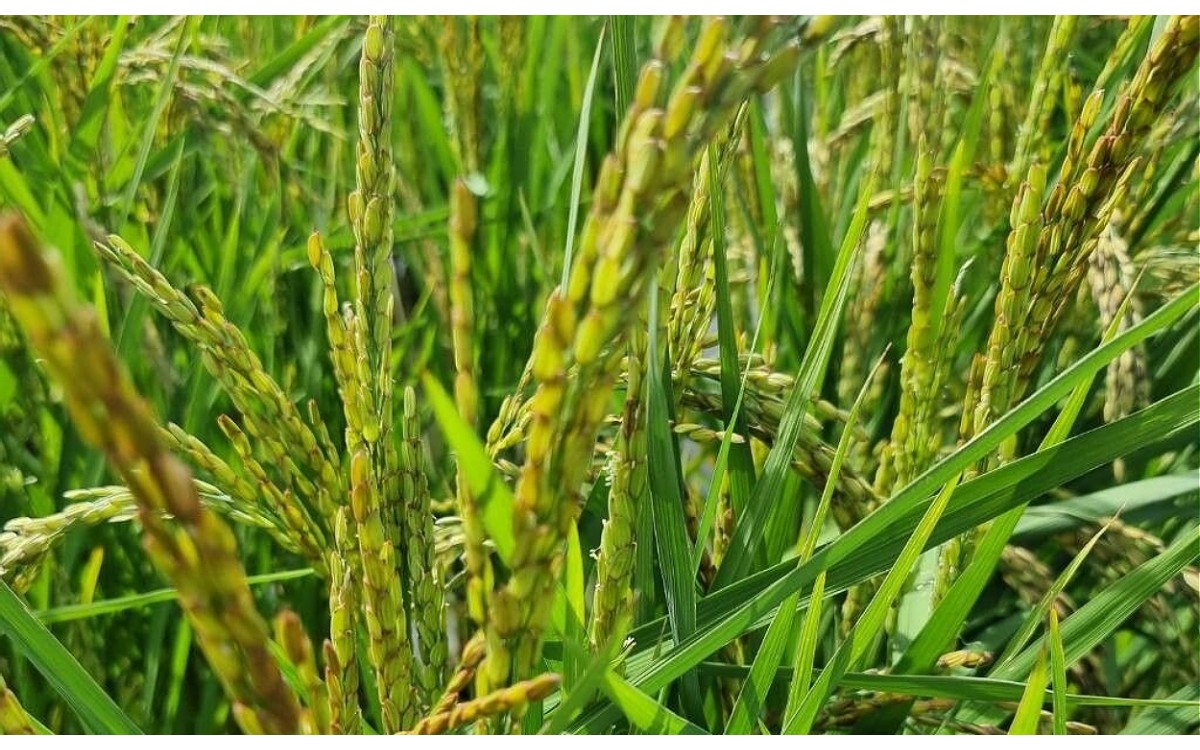 Campo de arroz común Oryza sativa en etapa de maduración