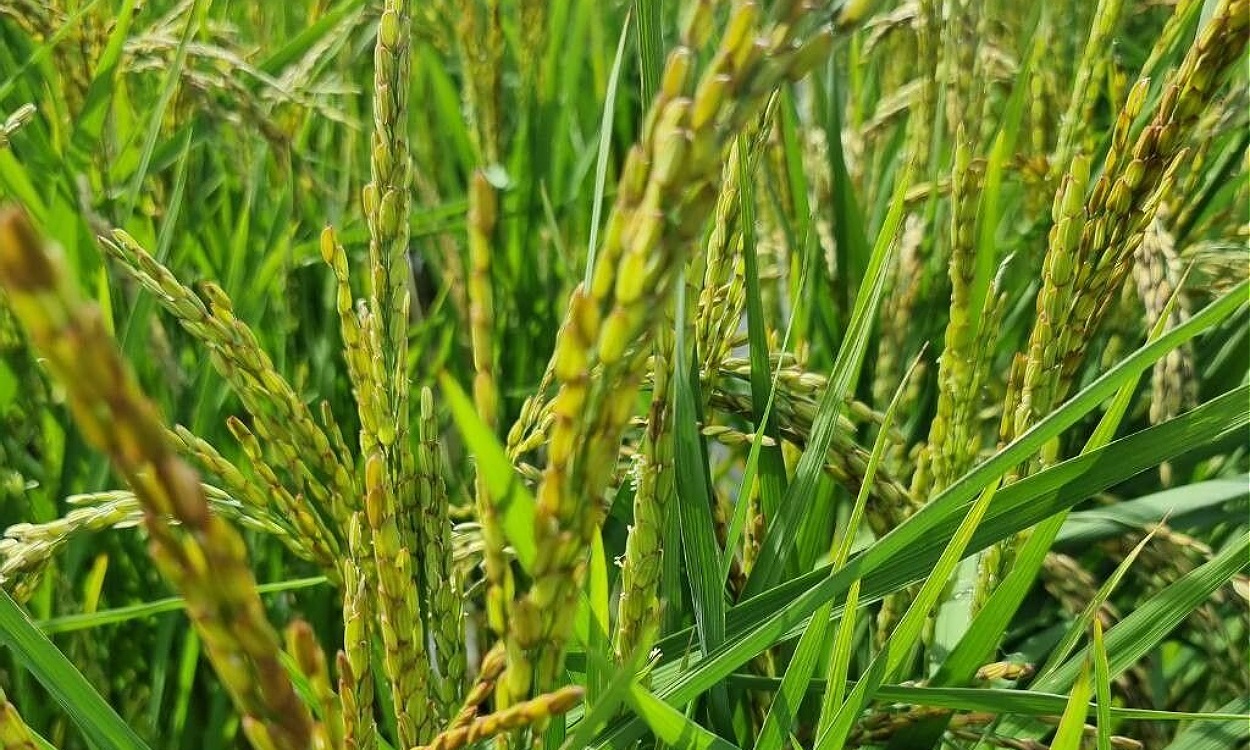 Plantación de Oryza sativa L. mostrando panoja de arroz maduro en campo anegado