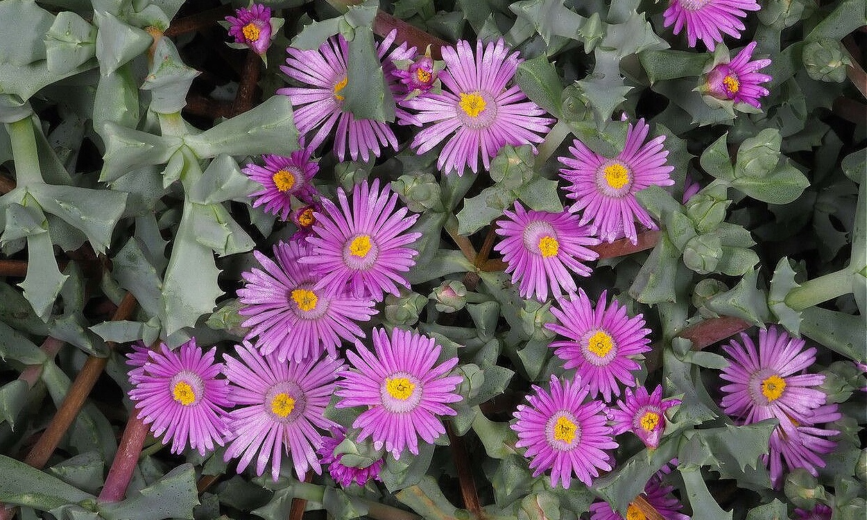 Planta Oscularia deltoides con hojas triangulares fusionadas en forma de pequeña boca, flor rosa magenta