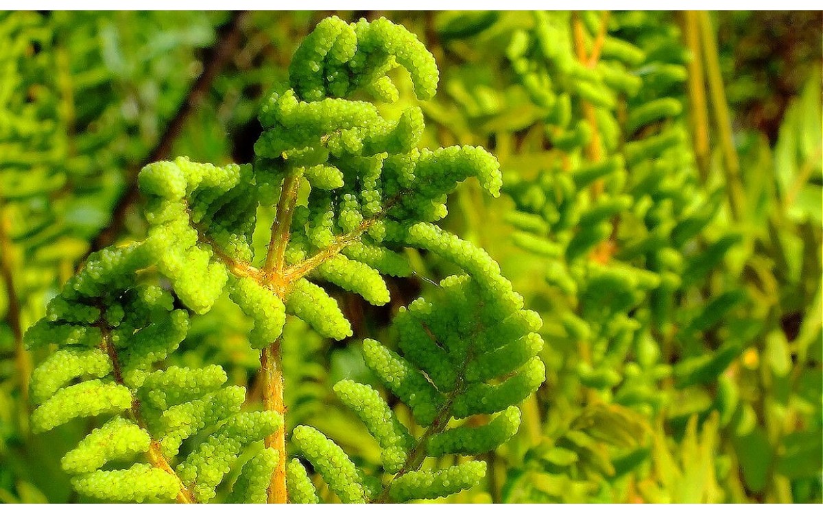 Helecho real Osmunda regalis frondas verdes exuberantes