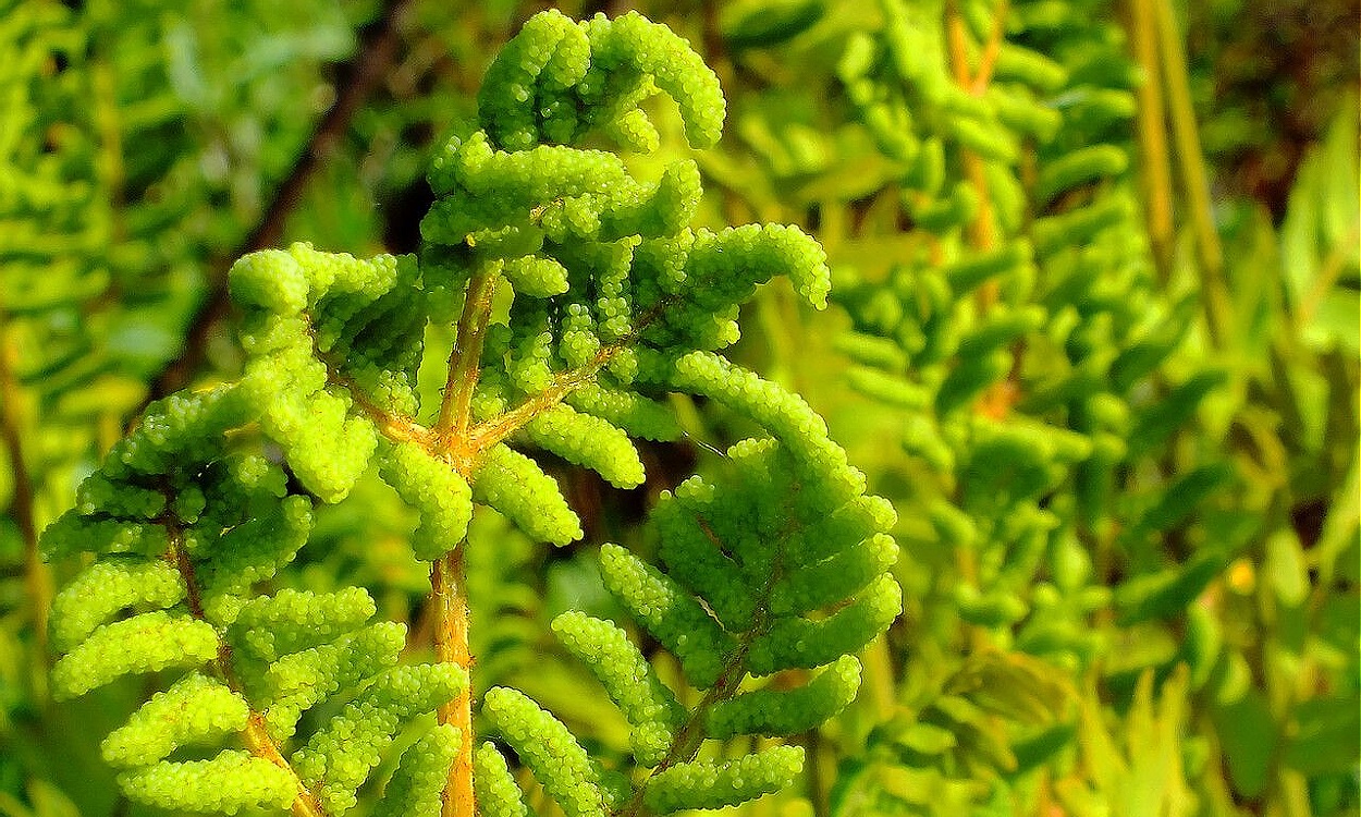 Frondas verdes y exuberantes del helecho real Osmunda regalis en su hábitat natural sombreado