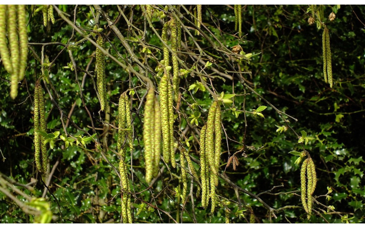 Ostrya carpinifolia - Carpe negro europeo adulto