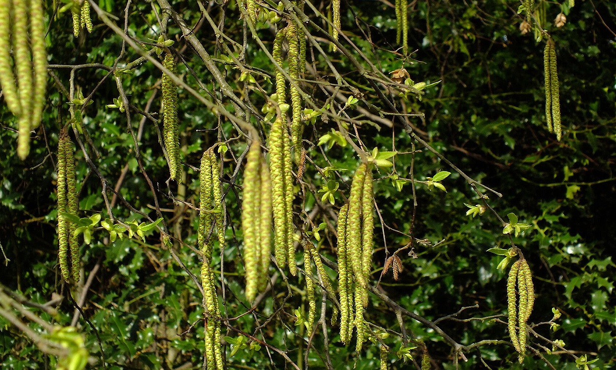 Árbol Ostrya carpinifolia carpe negro europeo con follaje verde denso en verano