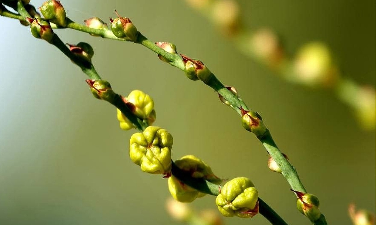 Flores blancas y frutos de Osyris alba conocida como Retama Loca