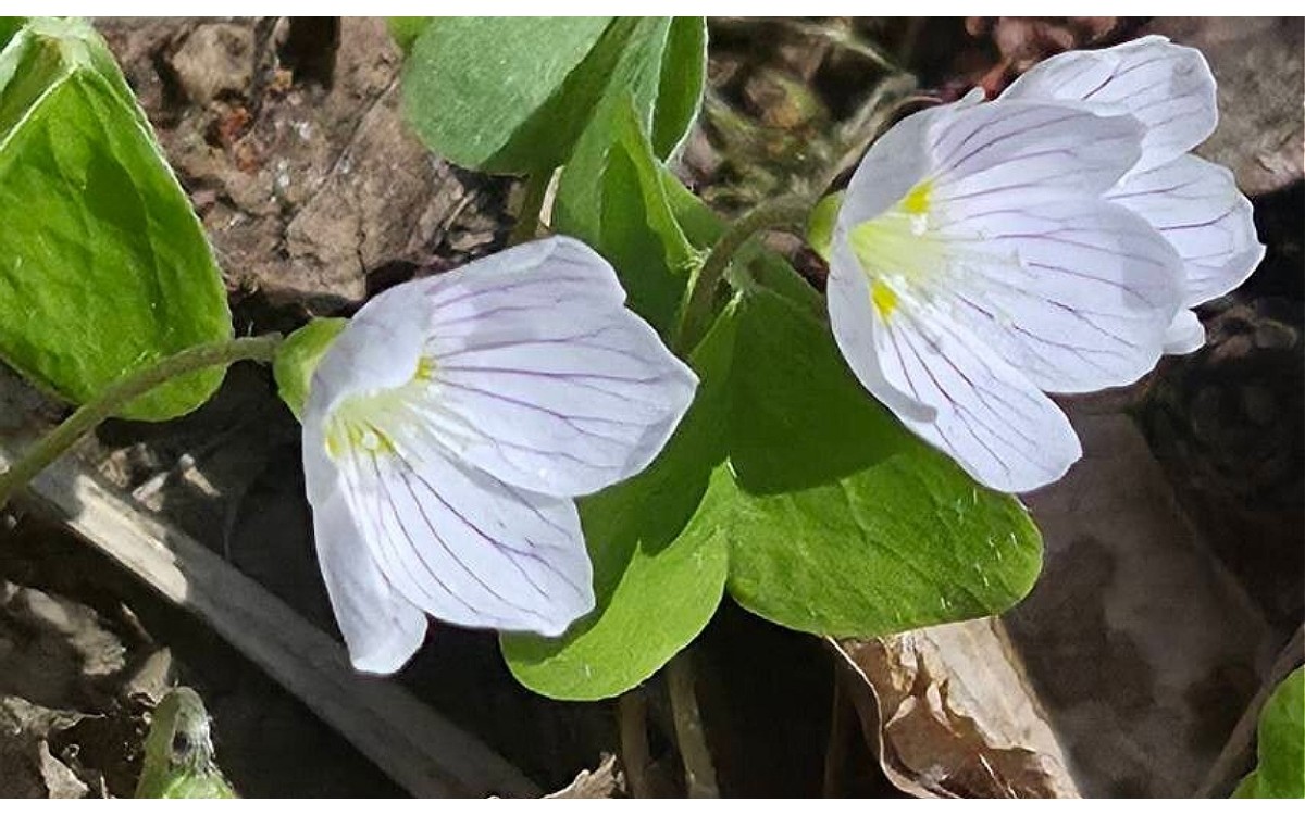 Oxalis acetosella trébol acedo flores blancas