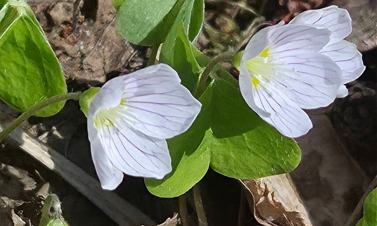 Planta de trébol acedo (Oxalis acetosella) con flores blancas y hojas trilobuladas verdes