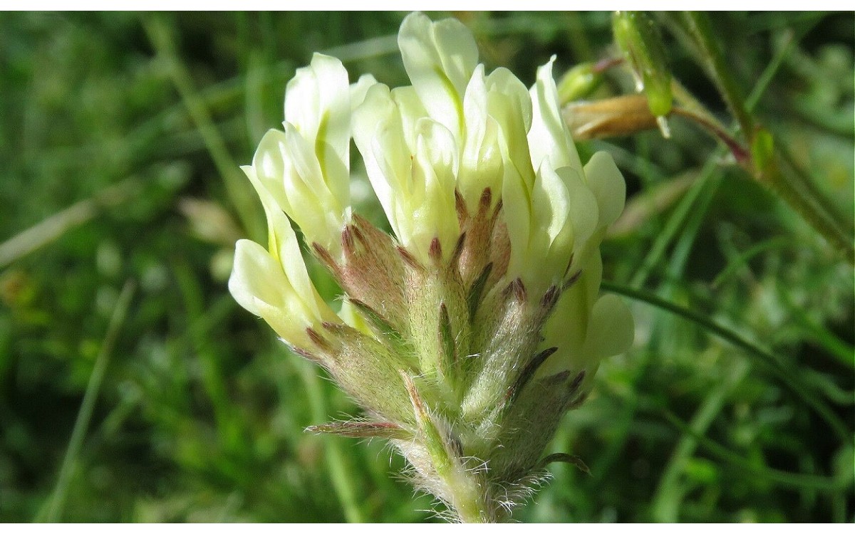 Oxytropis campestris floreciendo en ambiente alpino natural