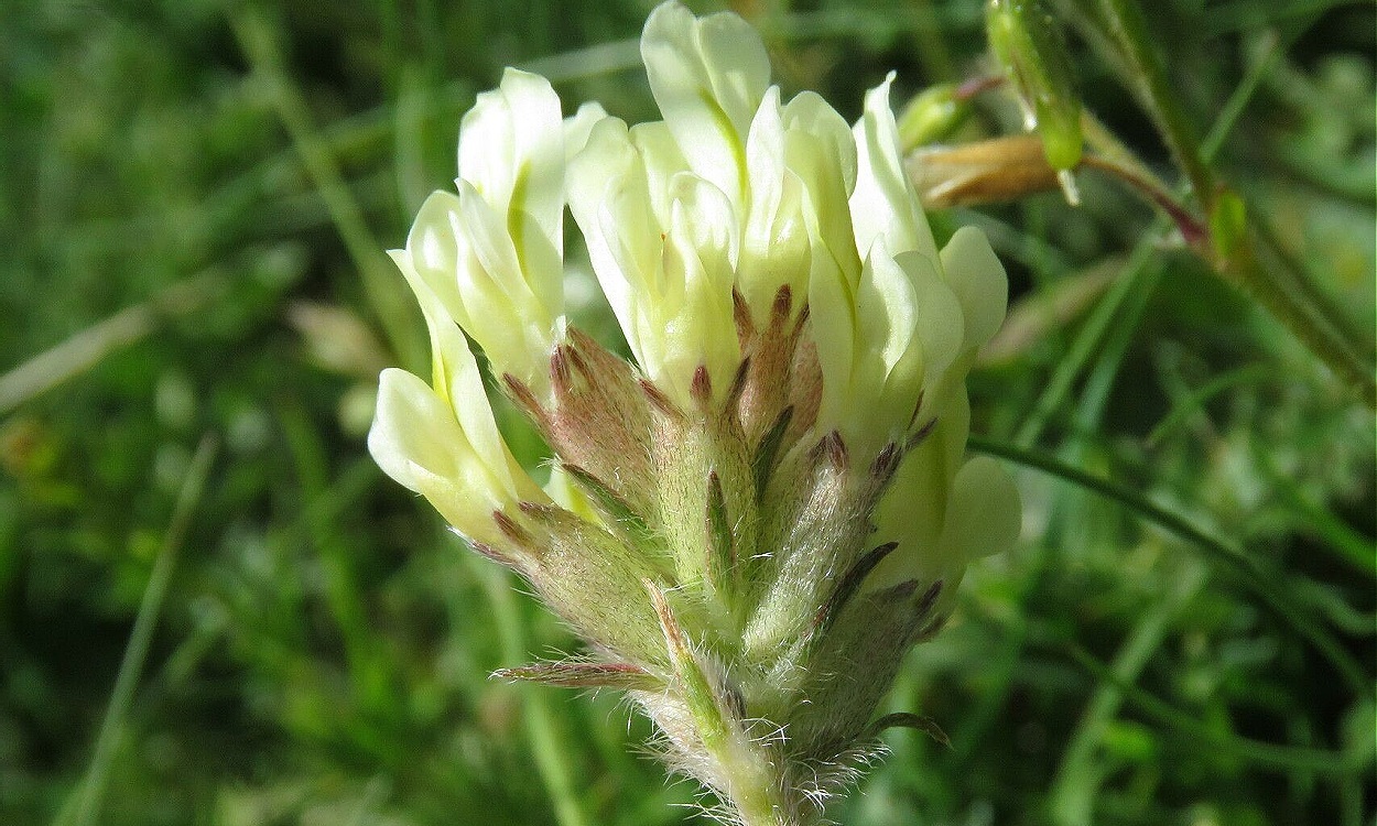 Flores púrpura de Oxytropis campestris en pradera alpina con rocas calizas
