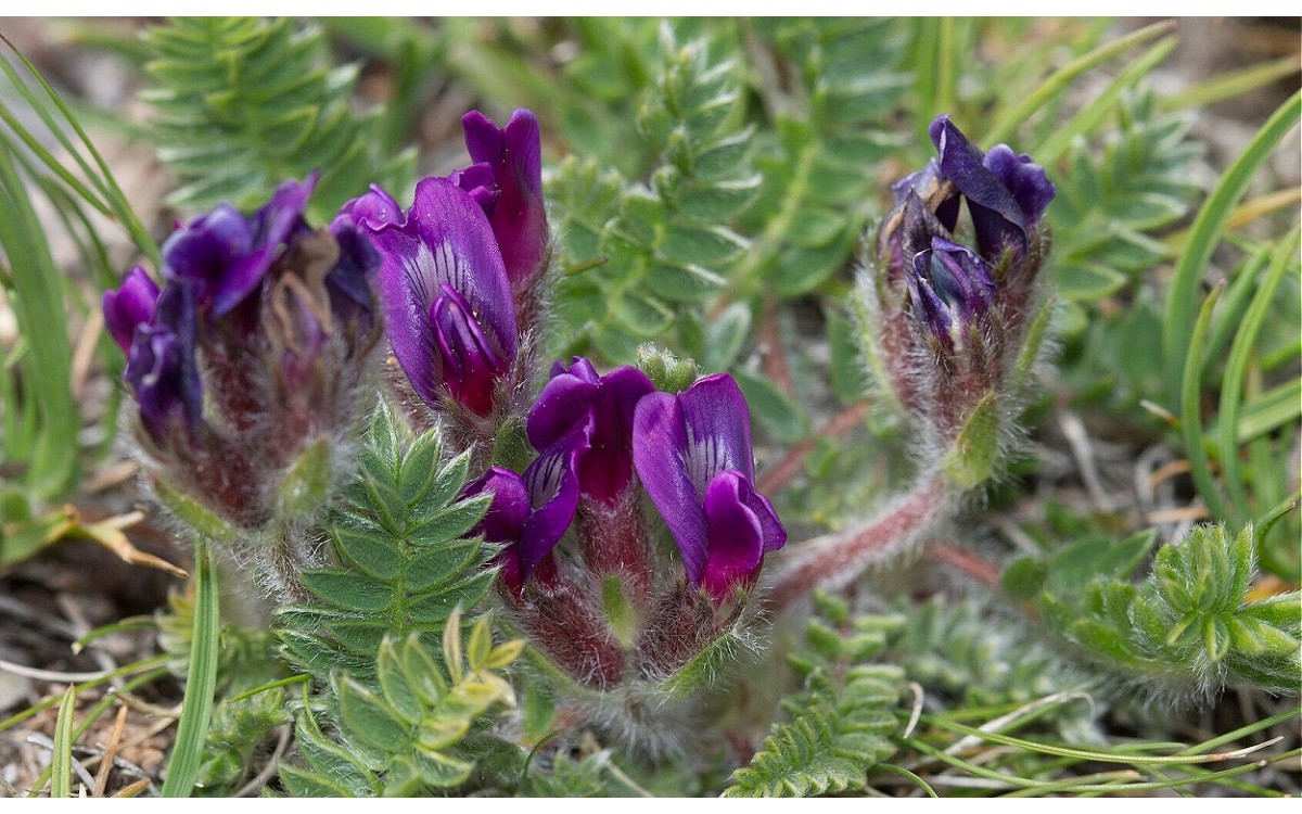 Oxytropis foucaudii flores púrpura alpina rara