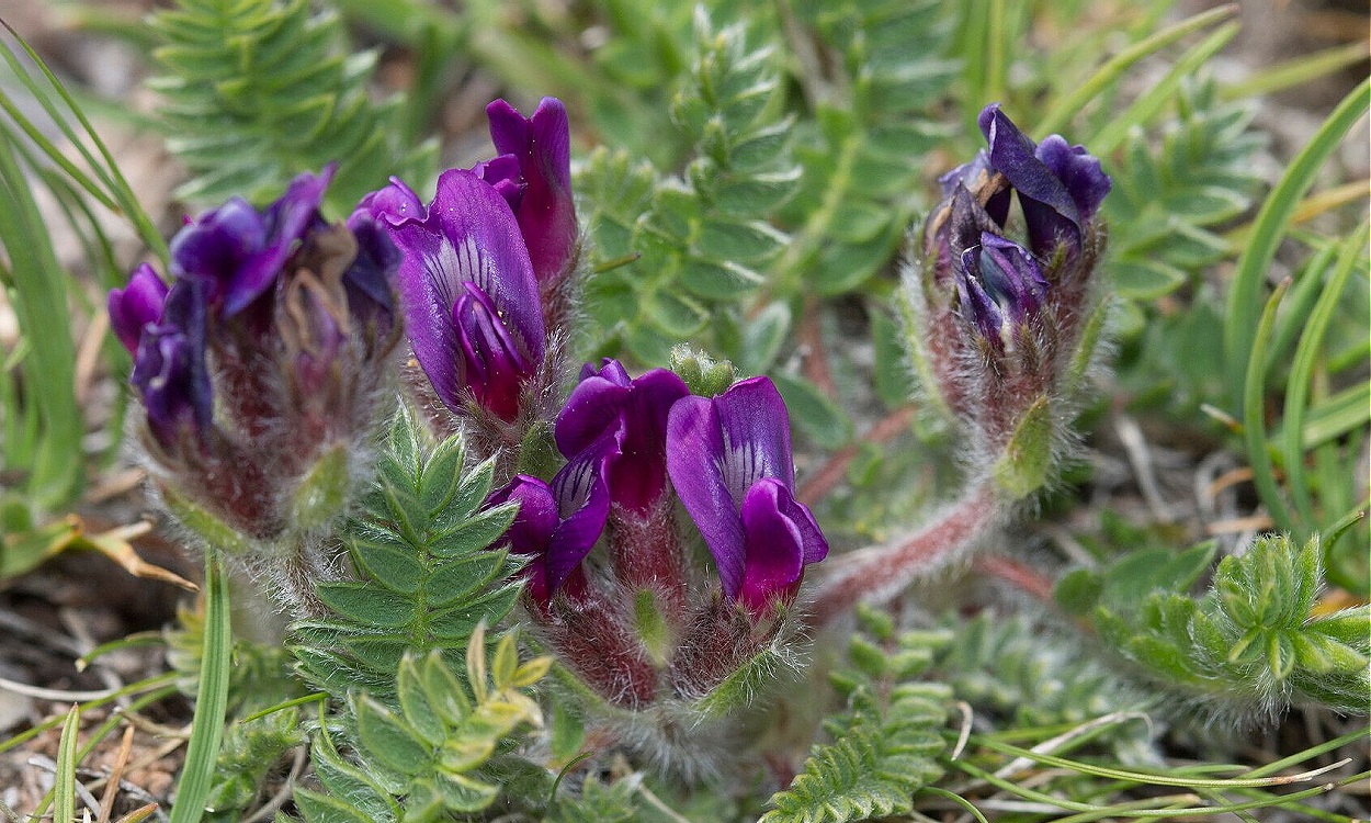 Flores púrpura de Oxytropis foucaudii, planta alpina rastrera en rocalla
