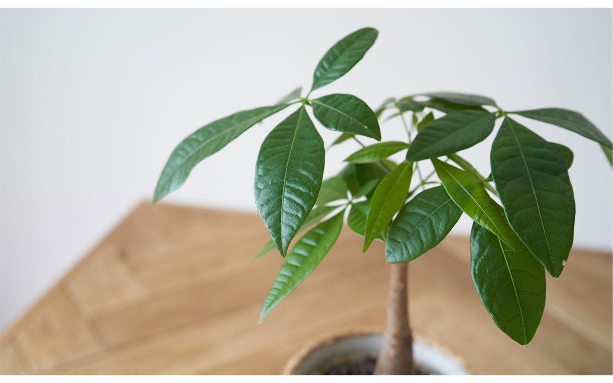 Pachira una hermosa planta para tu hogar