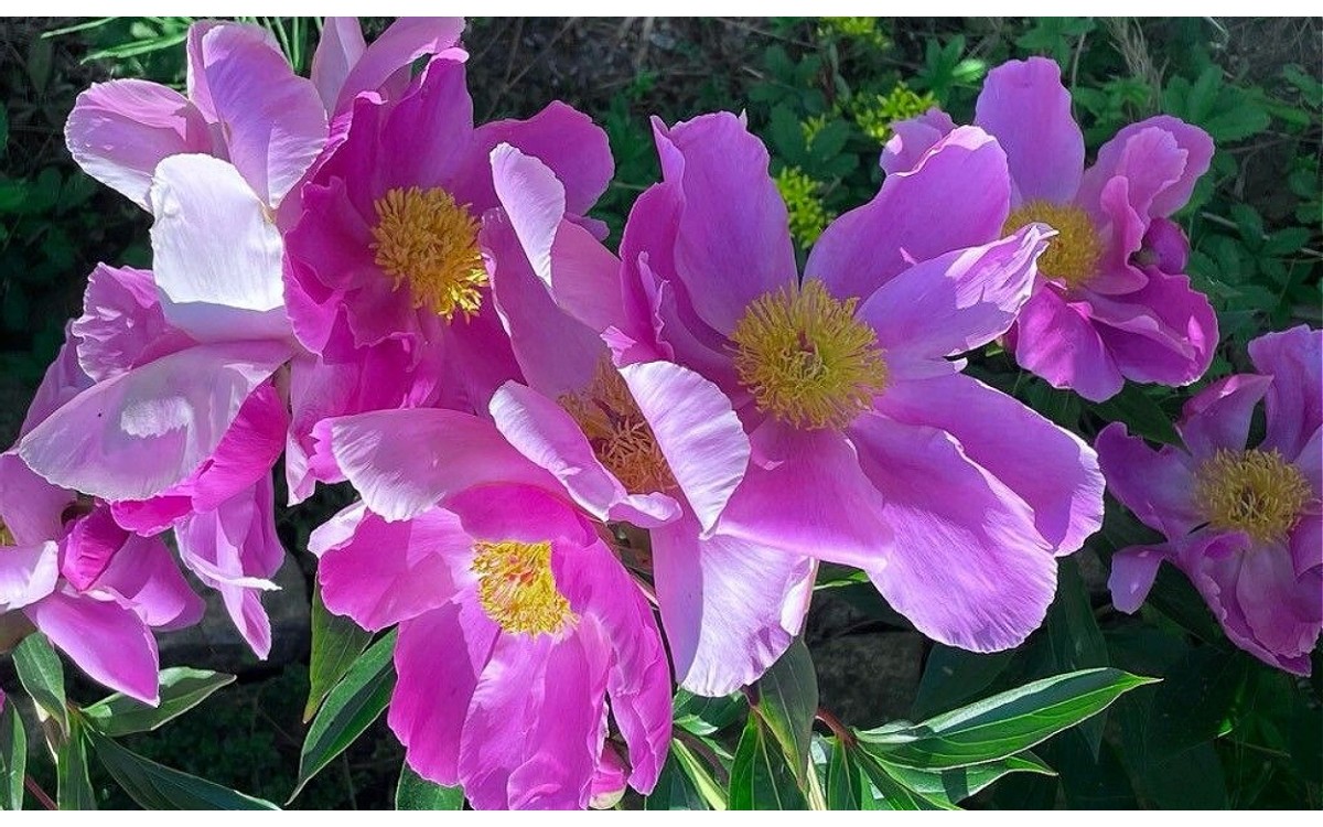 Paeonia broteri Rosa maldita flores rosa en floración primaveral