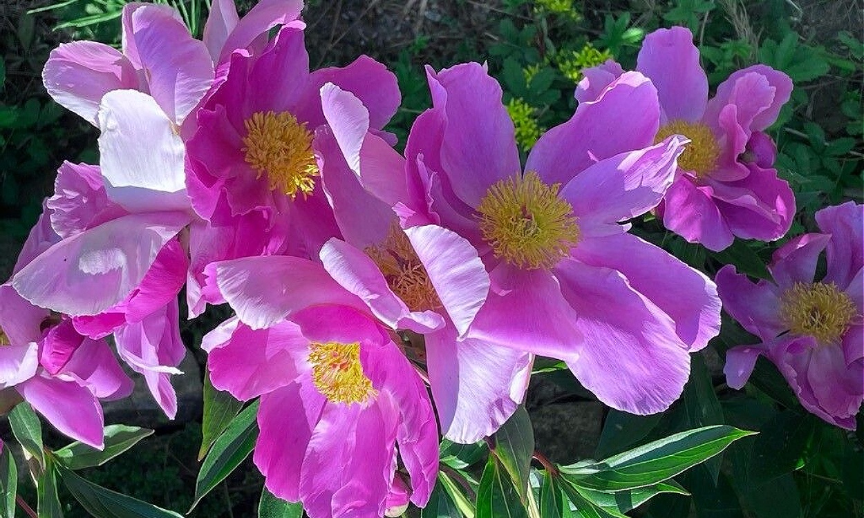 Flores rosa magenta de Paeonia broteri Rosa maldita en plena floración primaveral con follaje verde