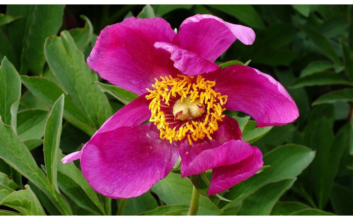 Flor de Peonia Mascula roja en floración primaveral