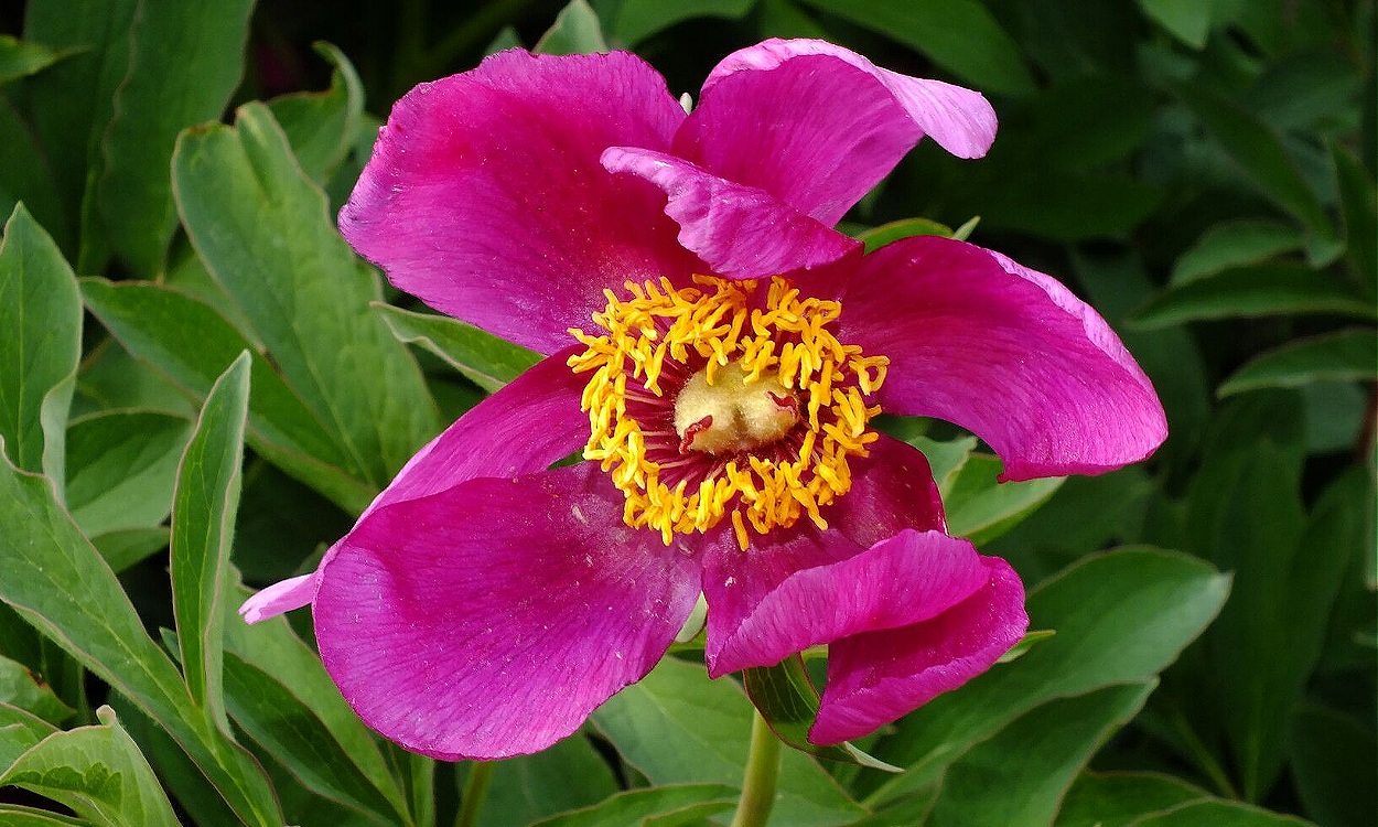 Flores de Paeonia mascula con pétalos rojo intenso y estambres amarillos en jardín de primavera