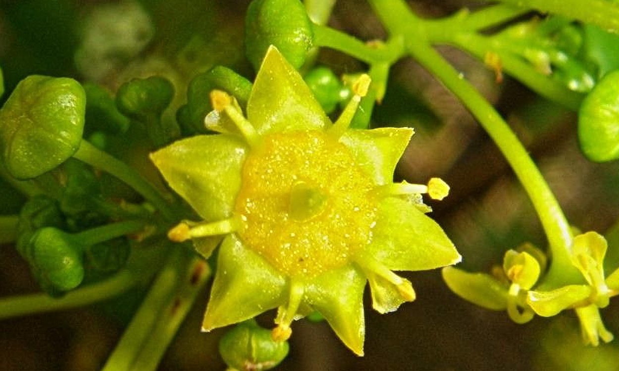 Arbusto de Espina de Cristo mostrando sus hojas verdes y espinas gemelas características