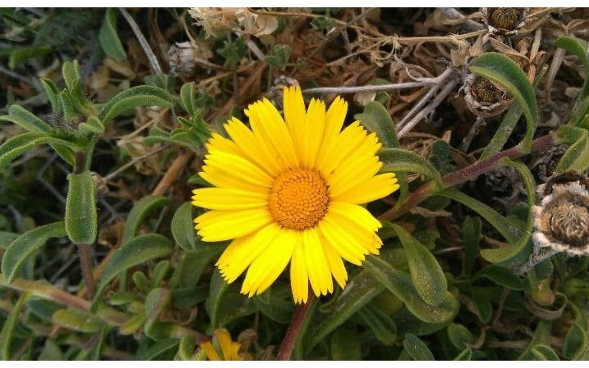 Flor amarilla Estrella de Mar - Pallenis maritima