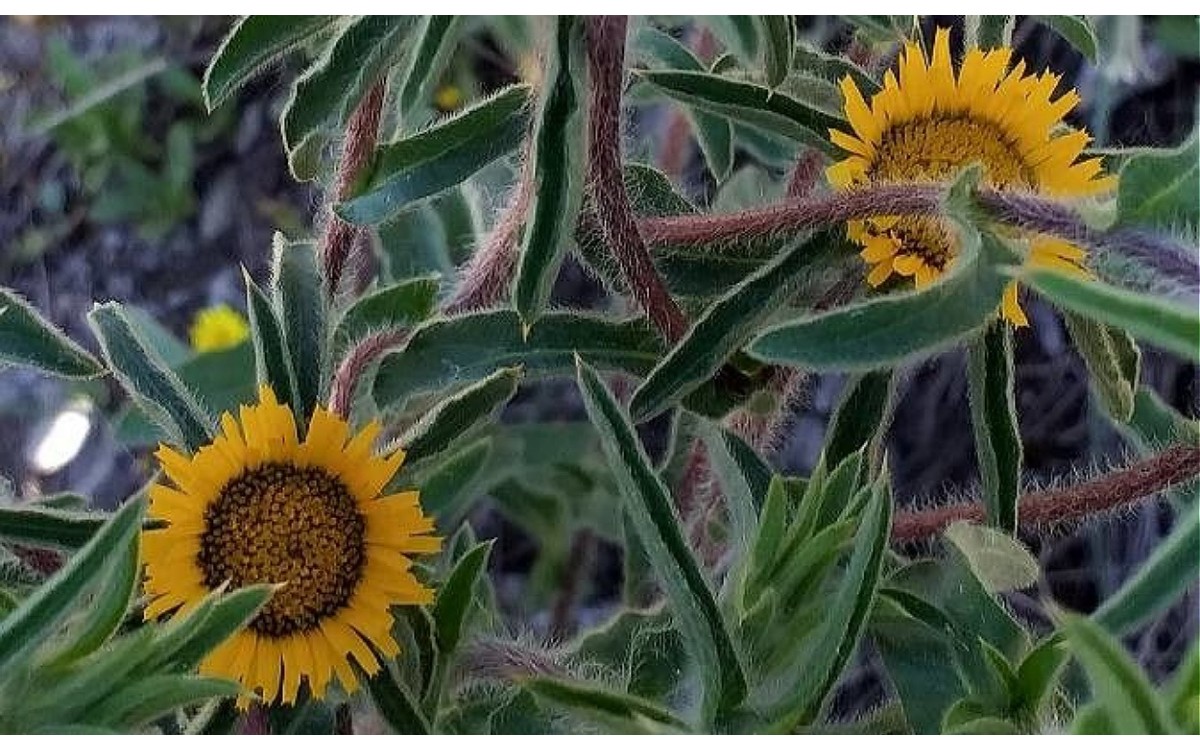 Flores amarillas de Pallenis spinosa Castañuela en floración