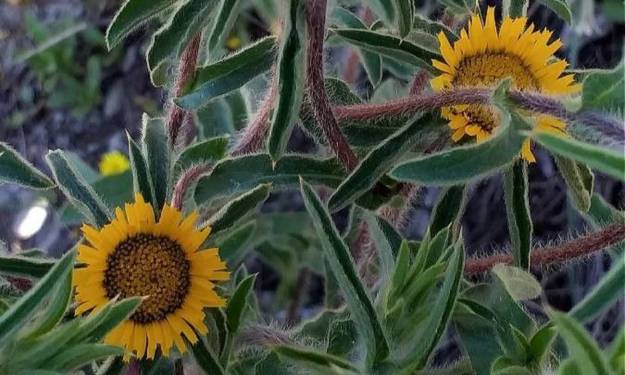 Planta Castañuela (Pallenis spinosa) con flores amarillas brillantes en maceta de jardín