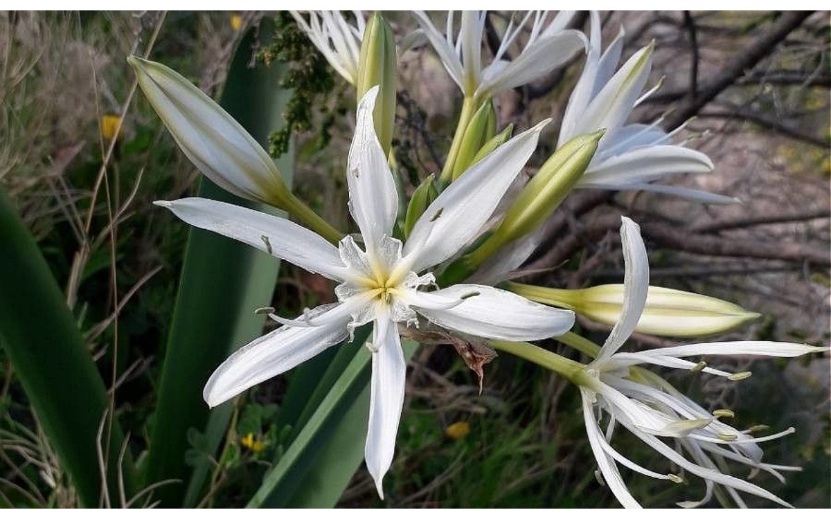 Flores blancas perfumadas del Nardo Marino Pancratium illyricum