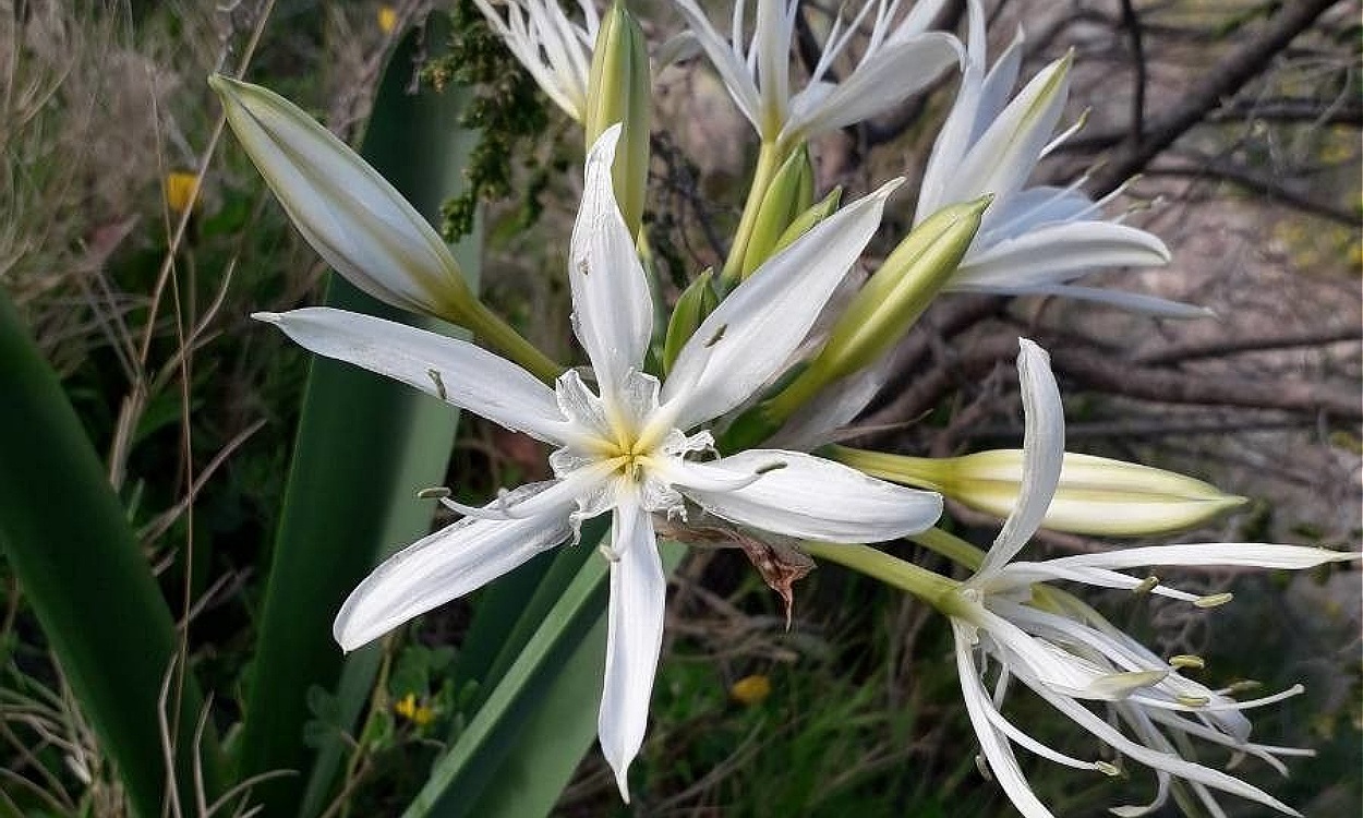 Inflorescencia blanca del Nardo Marino con corona característica y estambres amarillentos