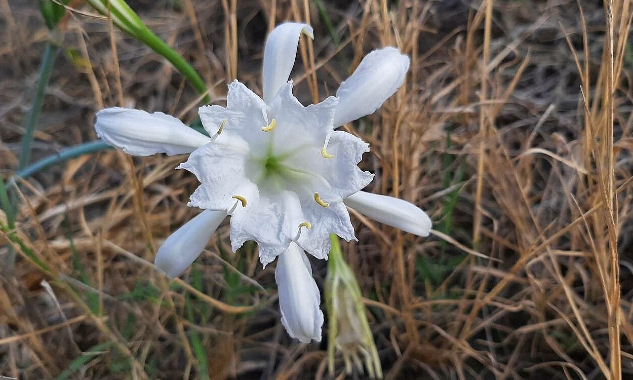 Pancratium maritimum con flores blancas perfumadas y corona estaminal característica en ambiente costero