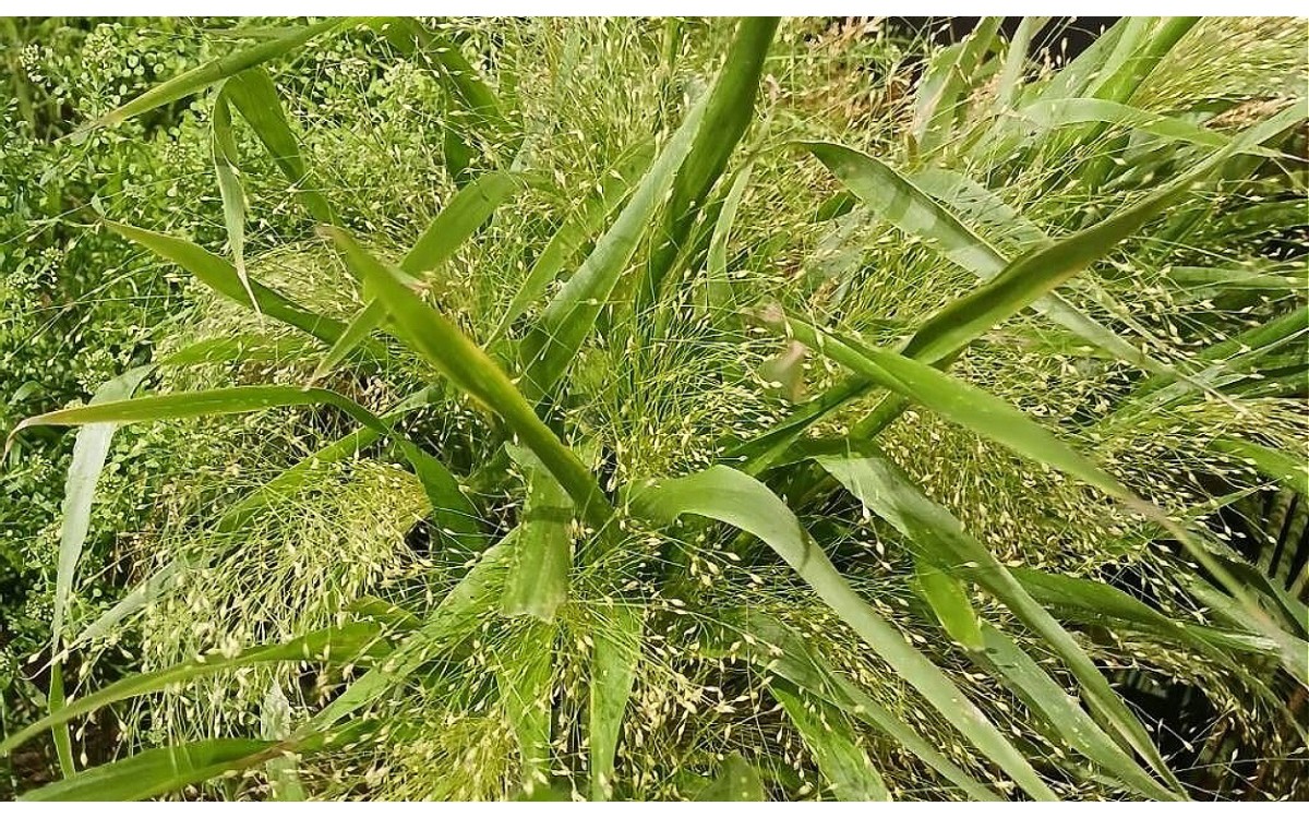 Hierba de la bruja Panicum capillare con panículas abiertas