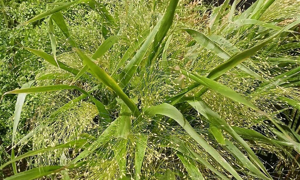 Planta de hierba de la bruja (Panicum capillare L.) mostrando sus características panículas abiertas y tallos delgados