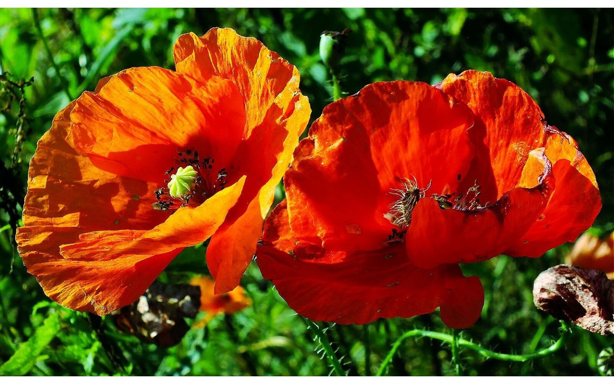 Flores rojas de amapola (Papaver rhoeas) en floración
