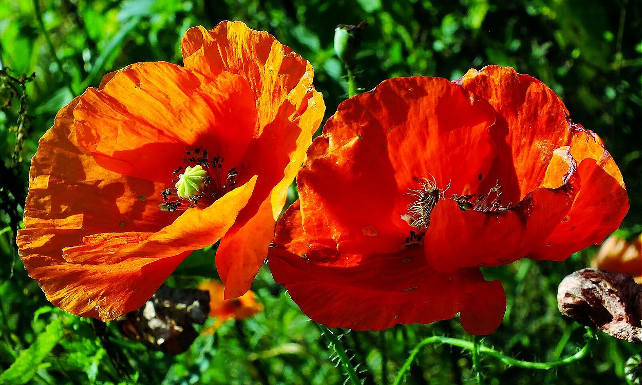 Flores rojas vibrantes de amapola con centro negro en el jardín