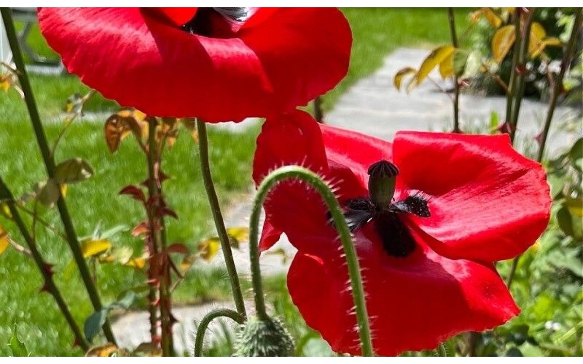 Amapola de cruz negra Papaver setiferum Goldblatt flores blancas