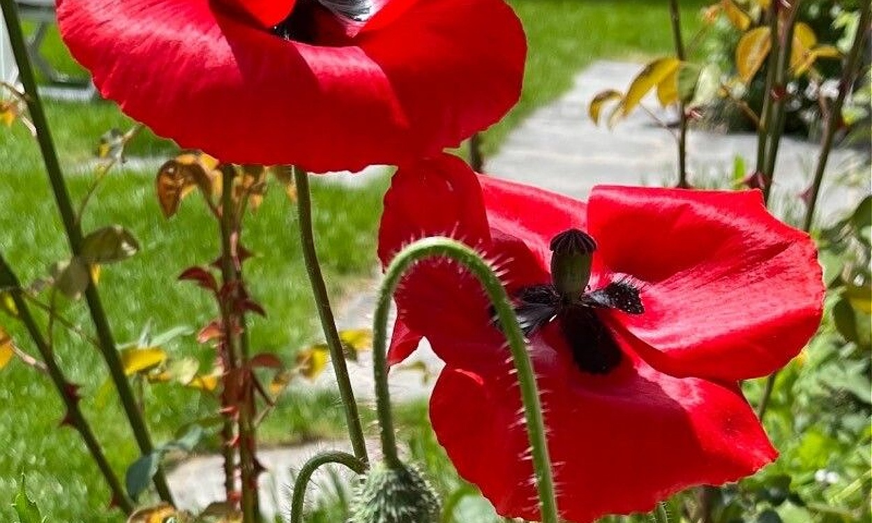 Flores de amapola de cruz negra con pétalos blancos y marcas oscuras en forma de cruz
