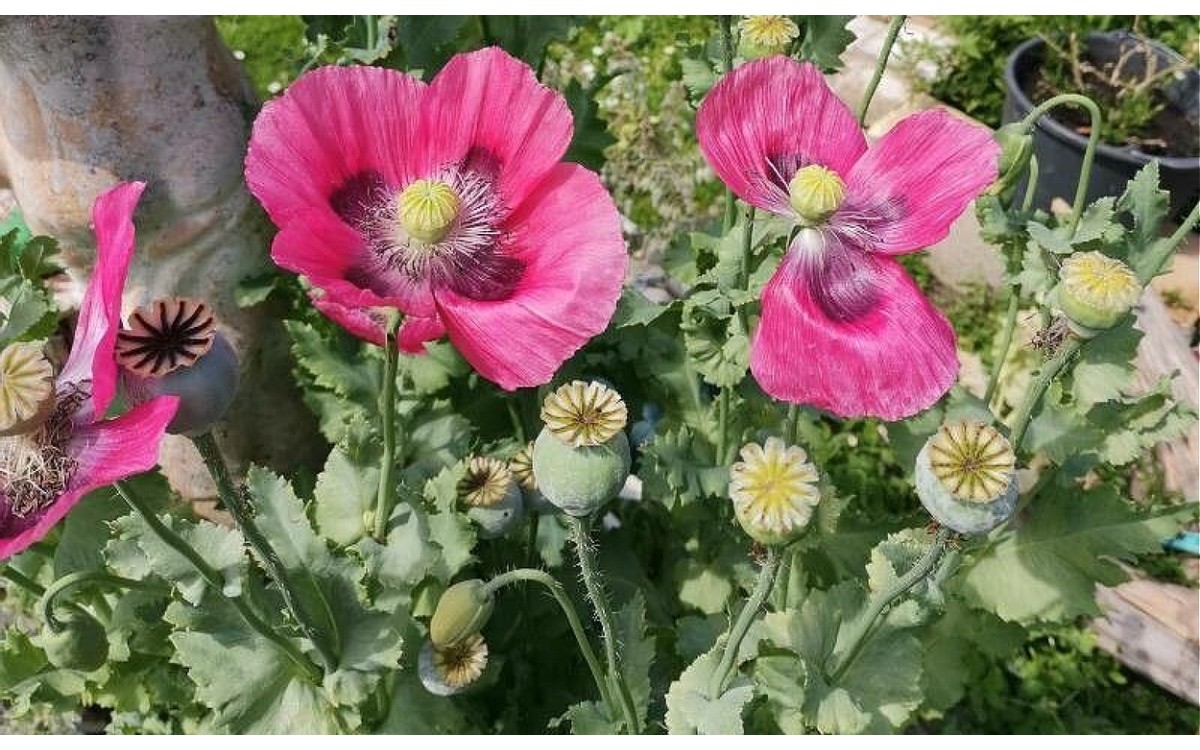 Flores vibrantes de adormidera (Papaver somniferum) en floración