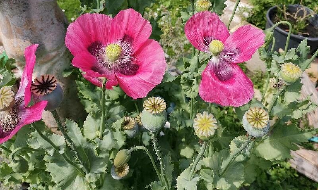 Flores rojas y rosadas de adormidera con pétalos de papel sedoso y estambres amarillos