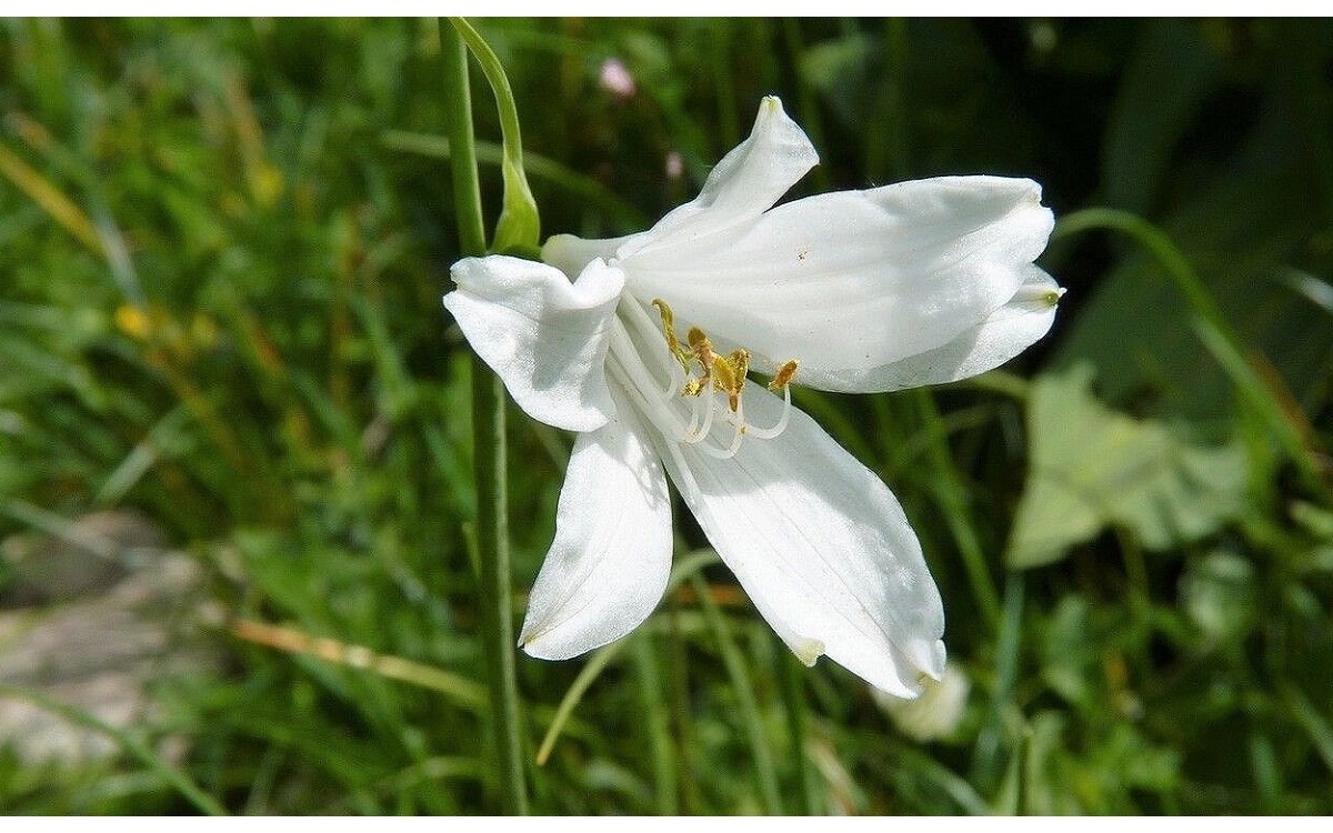 Flores blancas de azucena silvestre Paradisea liliastrum