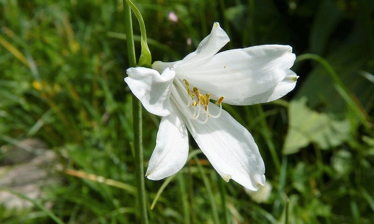 Azucena silvestre con flores blancas y estambres amarillos en jardín alpino