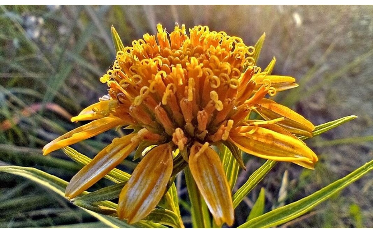 Flores amarillas del clavel amarillo (Pascalia glauca)
