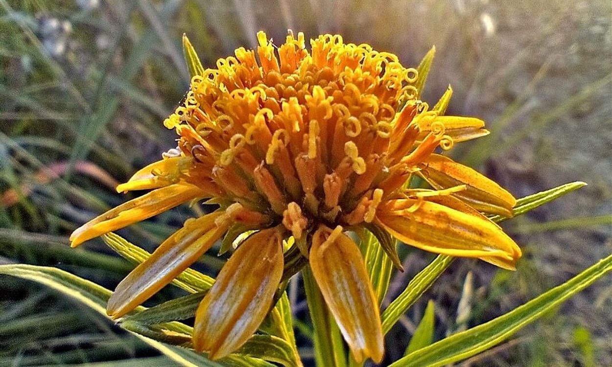 Clavel amarillo con flores amarillas brillantes en maceta de terracota