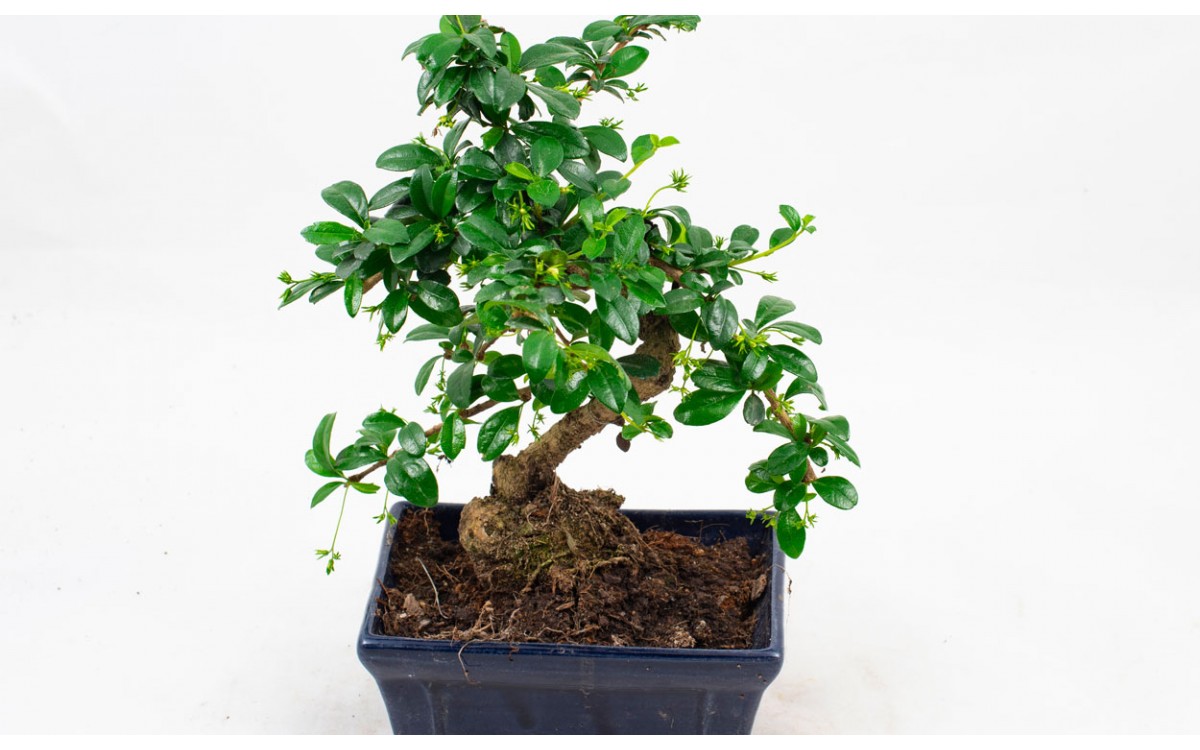 Paso a paso para sembrar un bonsái sageretia en maceta de cerámica