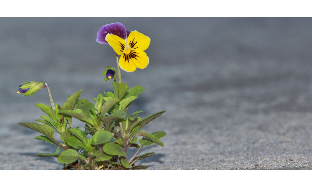 Pensamiento, la flor de la nostalgia