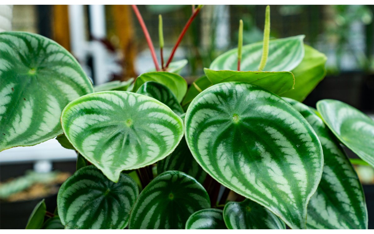 Peperomia